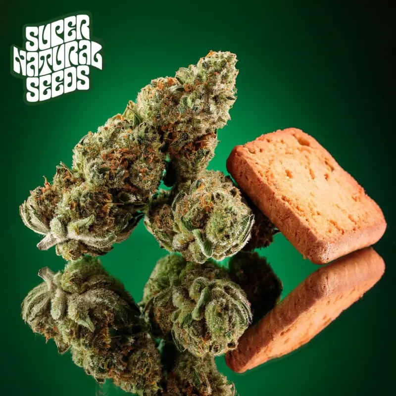 Biscotti Lime by Super Natural Seeds