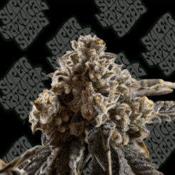 Super Natural Seeds black cherry crush