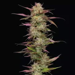 blueberry pancakes feminized cannabis seeds by humboldt seed co