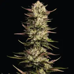 california octane feminized cannabis seesd by humboldt seed co