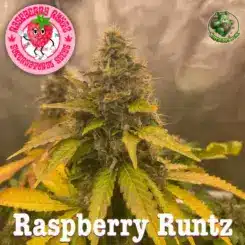Super Natural Seeds Raspberry Runtz