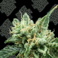 Super Natural Seeds ufog