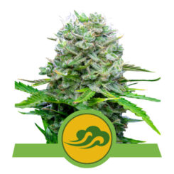 Royal Queen Seeds Royal Bluematic Auto