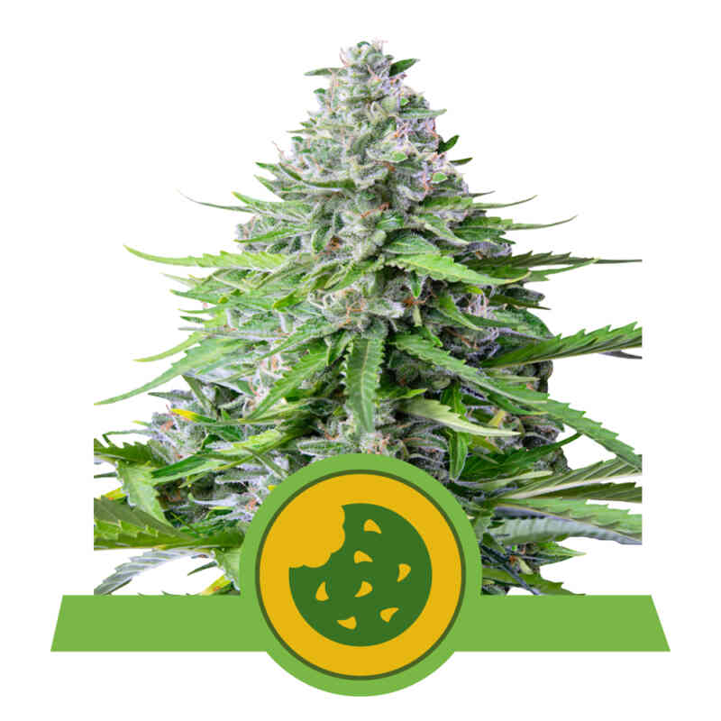 Royal Queen Seeds Royal Cookies Auto