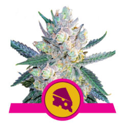 Royal Queen Seeds Royal Cheese - Fast