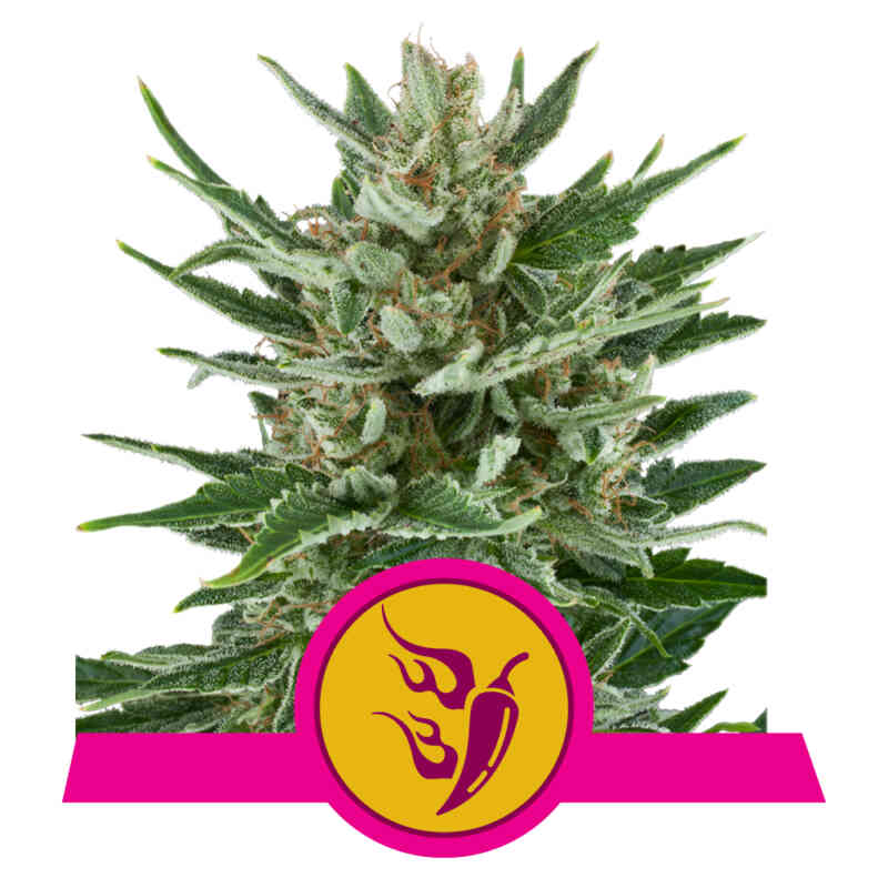 Royal Queen Seeds Speedy Chile FAST