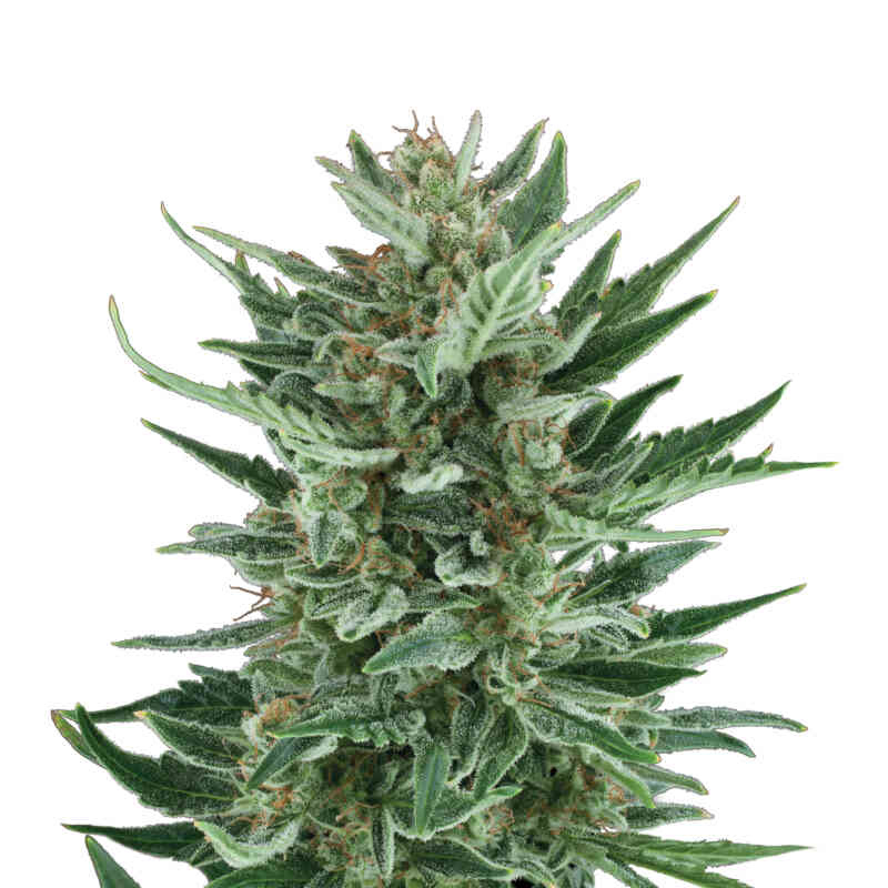 Royal Queen Seeds Royal Cheese Auto