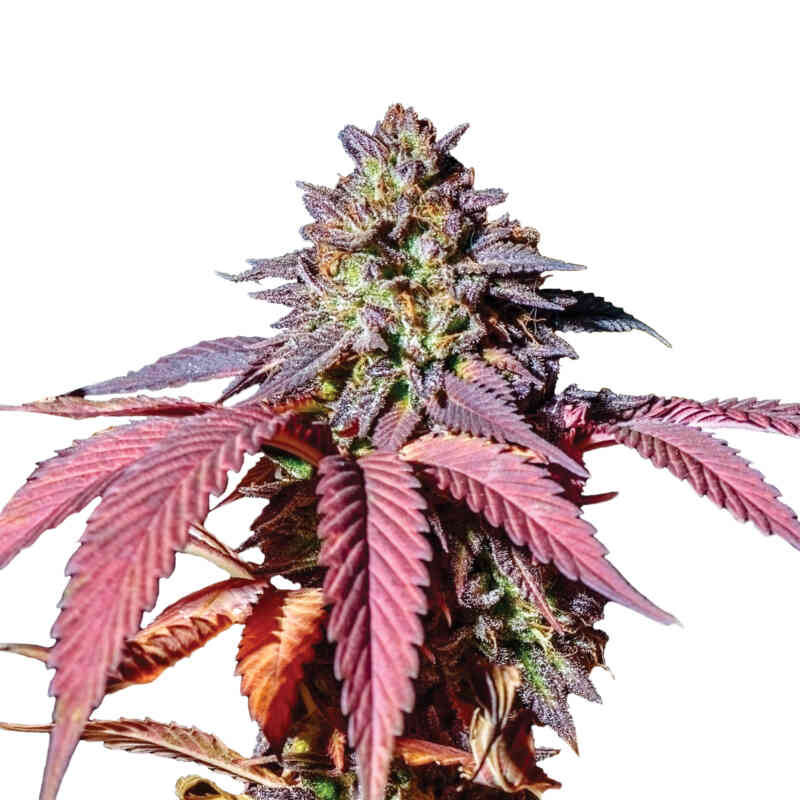 Feminized Cannabis Seeds - Royal Queen Seeds