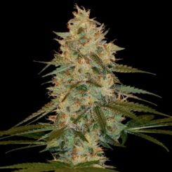 DNA Genetics Chocolope Kush Cannabis Marijuana Weed Seeds