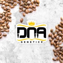 DNA Mix Pack