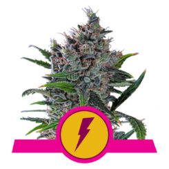 Royal Queen Seeds North Thunderfuck