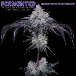 Romulan Genetics and Offensive Selections Fermented F1