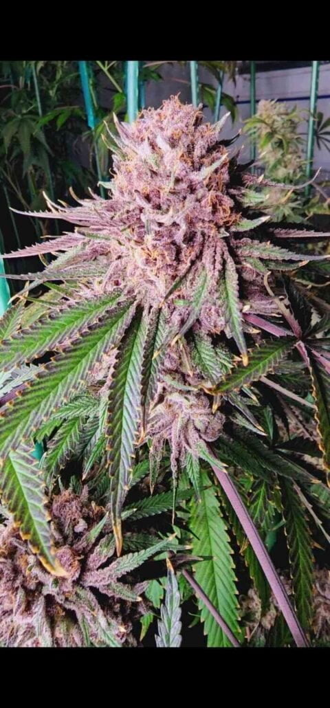 Runtz de Frutas (F) – Cannabis Seeds for Sale | North Atlantic Seed Co.