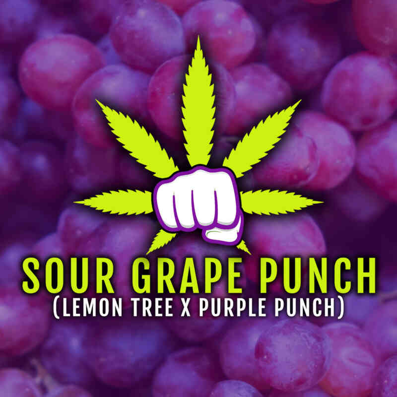Elev8 Seeds Sour Grape Punch