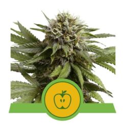 Royal Queen Seeds Apple Fritter Auto