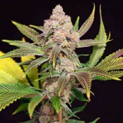 guava gator feminized cannabis seeds by lovin in her eyes