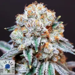 superstylin feminized cannabis seeds by lovin in her eyes