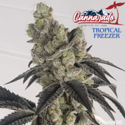 Cannarado Genetics Tropical Freezer