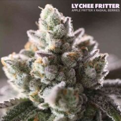 Sin City Seeds Lychee Fritter