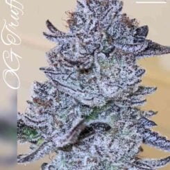 Beleaf Seeds In house Genetics OG Truffle