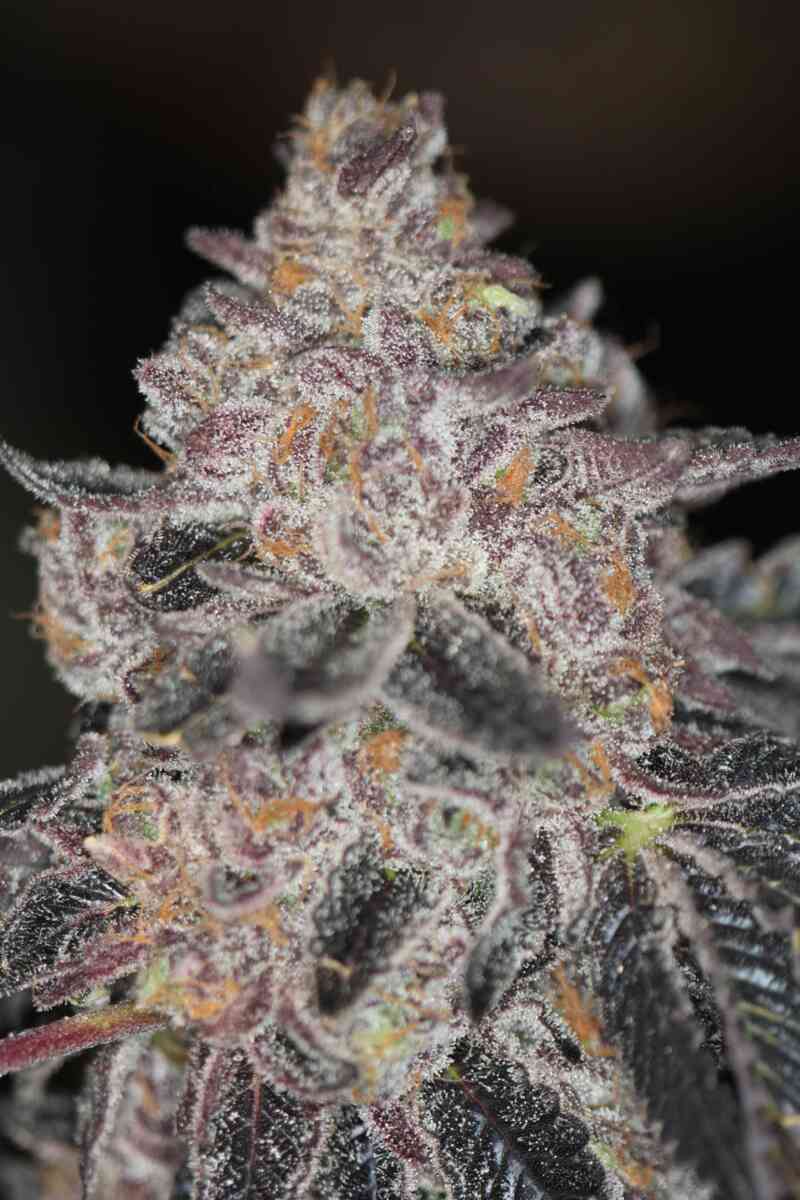 Sin City Seeds Spiked Punch