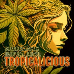 Elev8 Seeds Tropicalicious