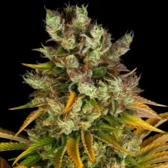 GMO by Barneys Farm