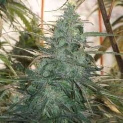 Close-up of a Mountain Gold (R) [LIMITED] cannabis plant with dense green and frosty buds and long, thin leaves.