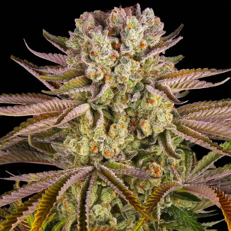 pineapple express feminized cannabis seeds by barneys farm