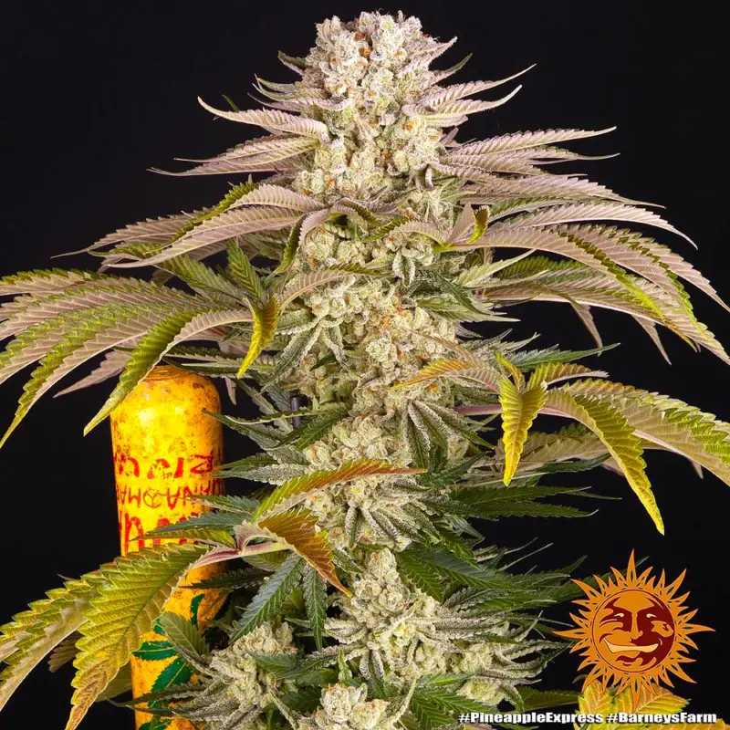 pineapple express feminized cannabis seeds by barneys farm