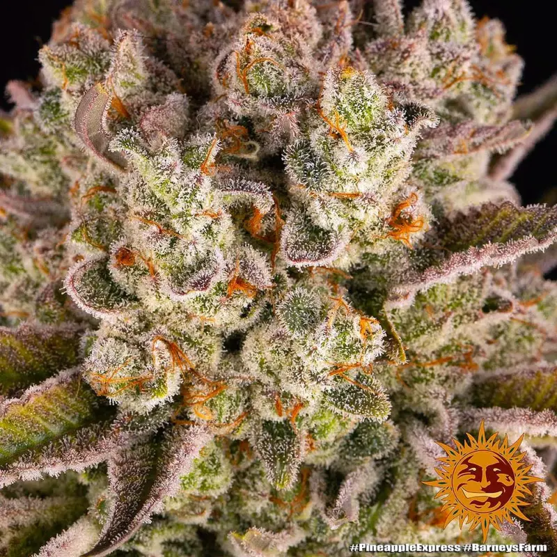 pineapple express feminized cannabis seeds by barneys farm