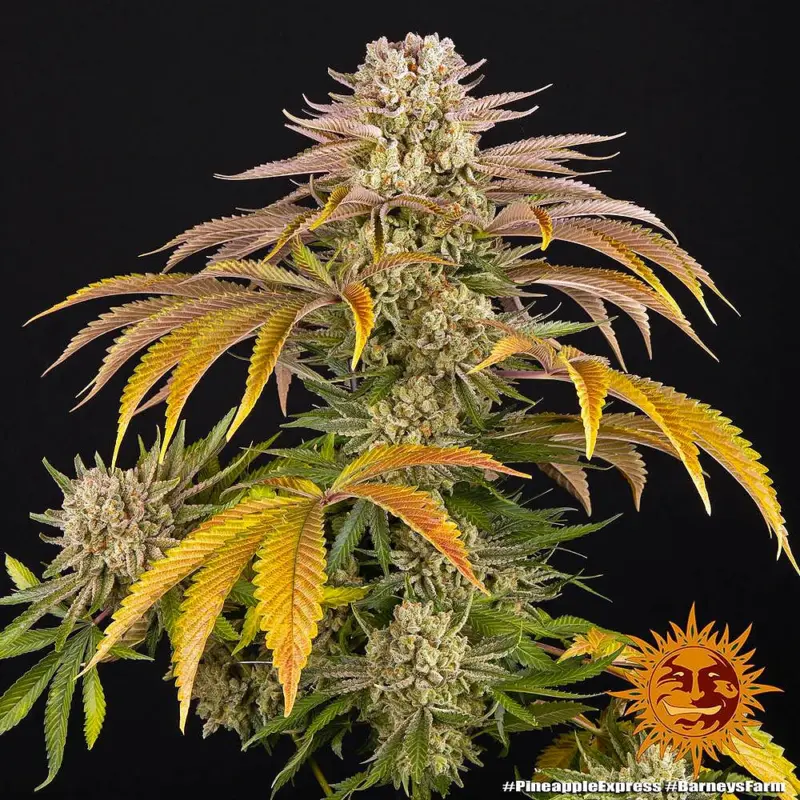 pineapple express feminized cannabis seeds by barneys farm