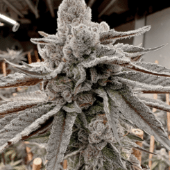 Close-up of a heavily frosted Yummy Yummy (F) cannabis plant with dense buds and trichomes under grow lights in an indoor cultivation setup.