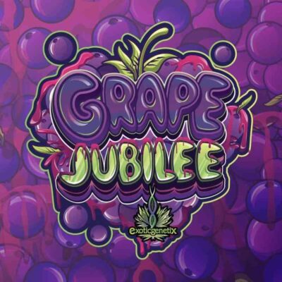 Grape Gary (F) [GRAPE JUBILEE DROP] » Exotic Genetix, Grape Jubilee