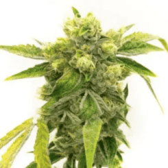 Close-up of a Black Domina (F) (Wholesale BULK) cannabis plant with dense, green buds and a coating of white trichomes. Leaves are pointed and serrated, perfect for those looking to buy in bulk.