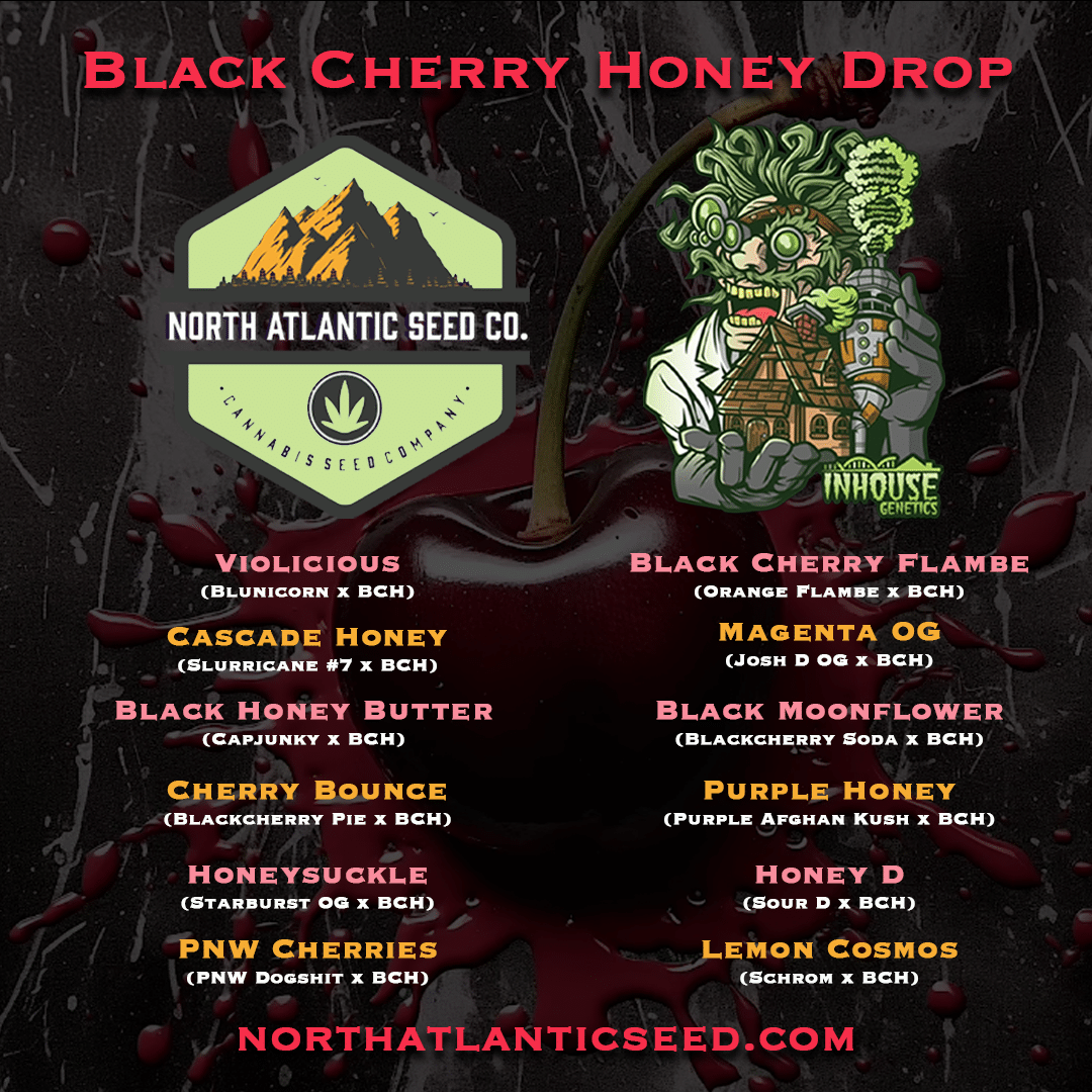 Black Cherry Flambe (F) [BLACK CHERRY HONEY DROP] » In House