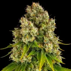 cheese autoflowering cannabis seeds by barneys farm