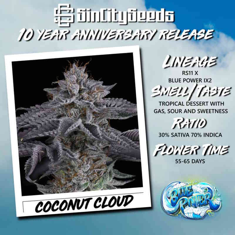 Coconut Cloud Promo Flyer (Square) 4