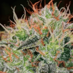 Close-up of a mature THC Multipack Auto bud with THC-rich trichomes glistening and orange pistils interwoven throughout the green plant.