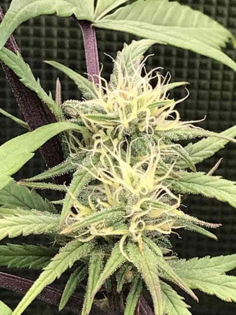 Lamb's Breath Seeds Legend » Regular M/F Photoperiod