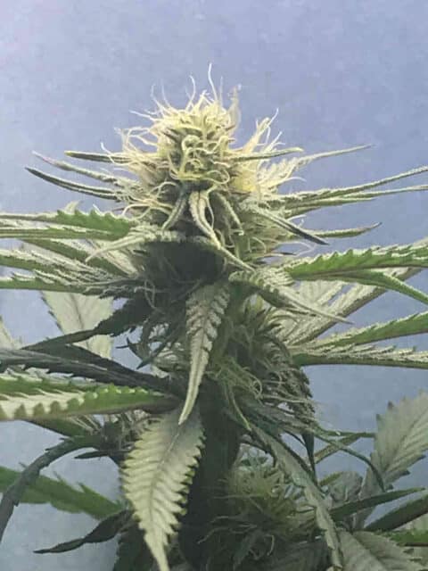 Lamb's Breath Seeds Legend » Regular M/F Photoperiod