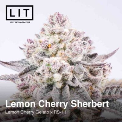 Lemon Cherry Sherbert (F) » Seeds