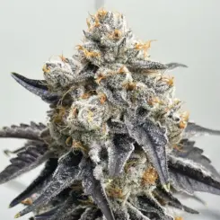 mercury blues feminized cannabis seeds by lovin in her eyes