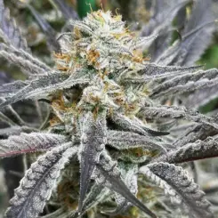 strawberry cadillac feminized cannabis seeds by lovin in her eyes