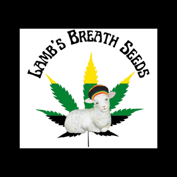 Lamb's Breath Seeds