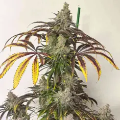 electrify feminized cannabis seeds by lovin in her eyes