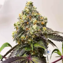 kashmir pine feminized cannabis seeds by lovin in her eyes