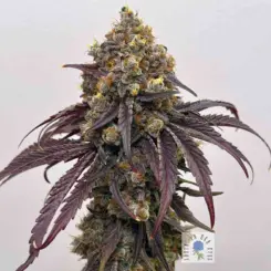 night tripper feminized cannabis seeds by lovin in her eyes