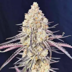 purple magnolia feminized cannabis seeds by lovin in her eyes