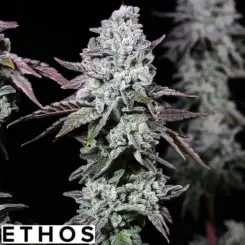 Banana Daddy IBL Auto cannabis seeds by ethos genetics